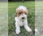Small Photo #38 Poodle (Miniature) Puppy For Sale in DURHAM, CT, USA