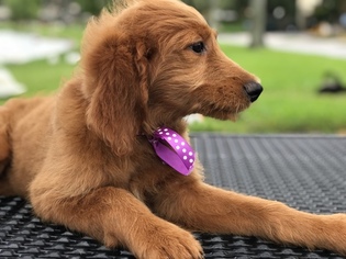 Goldendoodle Puppy for sale in LAKELAND, FL, USA