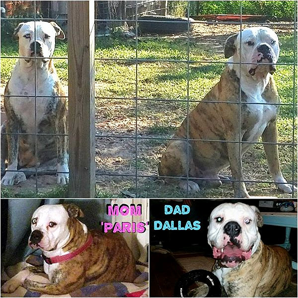 Medium Photo #1 American Bulldog Puppy For Sale in FRUITVALE, TX, USA