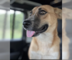 Small #3 German Shepherd Dog Mix