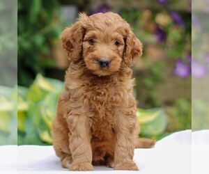 Goldendoodle Puppy for sale in EAST EARL, PA, USA