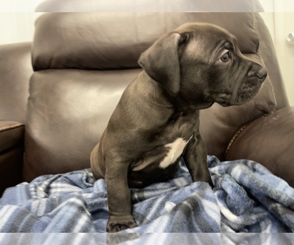 Medium Photo #37 American Bully Puppy For Sale in REESEVILLE, WI, USA