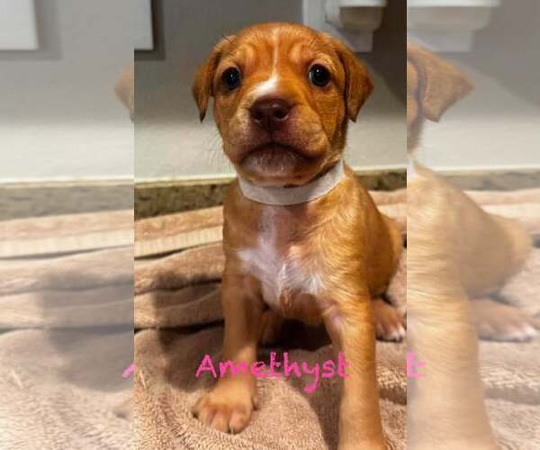 Medium Photo #1 Mutt Puppy For Sale in Mission Viejo, CA, USA