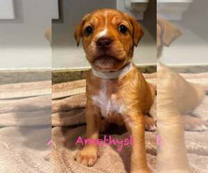 Mutt Dogs for adoption in Mission Viejo, CA, USA