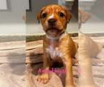 Small Mutt