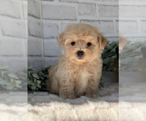 Medium Photo #1 Maltipoo Puppy For Sale in PEMBROKE PINES, FL, USA