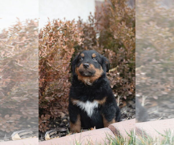 Medium Photo #4 Collie-Unknown Mix Puppy For Sale in Sandy, UT, USA