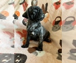 Small Photo #1 Pug Puppy For Sale in CLINTON, MI, USA