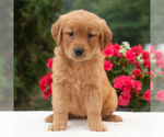 Small #2 Golden Retriever