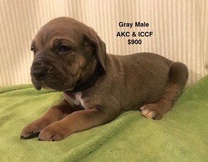 View Ad Cane Corso Puppy For Sale Near Mississippi