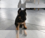 Small Photo #4 German Shepherd Dog Puppy For Sale in OGDEN, NY, USA