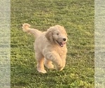 Small Labradoodle