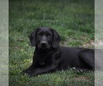 Small Photo #1 Labrador Retriever Puppy For Sale in BERNVILLE, PA, USA