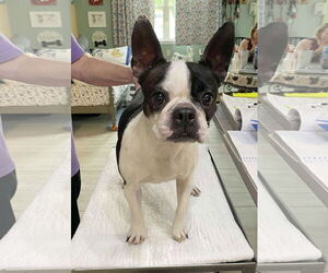 Boston Terrier Dogs for adoption in Benton, LA, USA