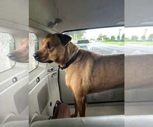 SIMBA - Male Black Mouth Cur-Rhodesian Ridgeback Mix Dog for Adoption - Photo #5