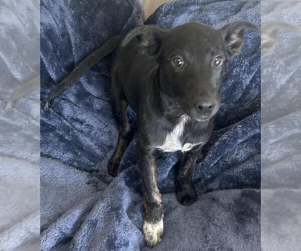 Medium Photo #1 Mutt Puppy For Sale in Rockwall, TX, USA