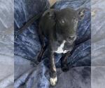 Small Mutt