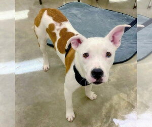 American Bulldog-Unknown Mix Dogs for adoption in Alexander, AR, USA