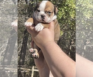 English Bulldog Puppy for sale in DALLAS, GA, USA