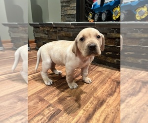 Labralas Puppy for sale in LAKEVILLE, MN, USA