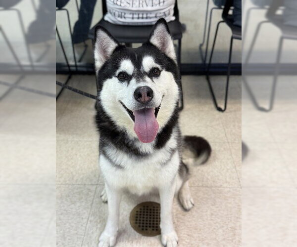 Medium Photo #2 Siberian Husky Puppy For Sale in Sugar Land, TX, USA