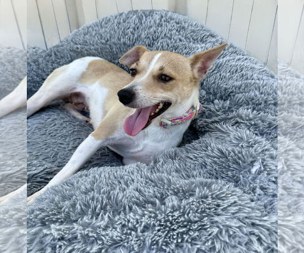 Medium Photo #5 Jack-Rat Terrier Puppy For Sale in Oakhurst, NJ, USA