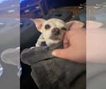 Small #6 Chihuahua