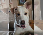 Small #4 Huskies -Pointer Mix