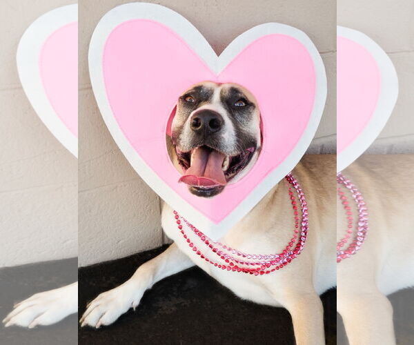 Medium Photo #1 American Staffordshire Terrier-Siberian Husky Mix Puppy For Sale in phoenix, AZ, USA