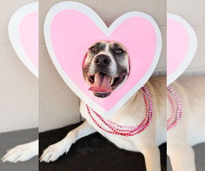 Medium American Staffordshire Terrier-Siberian Husky Mix