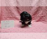 Small #5 Maltipoo
