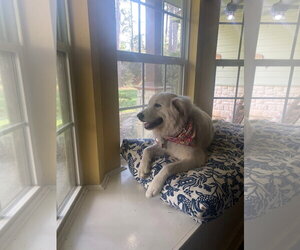 Great Pyrenees-Unknown Mix Dogs for adoption in Houston, TX, USA