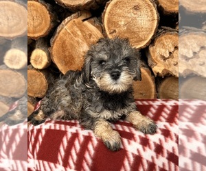Schnoodle (Miniature) Puppy for sale in MIDDLEBURY, IN, USA