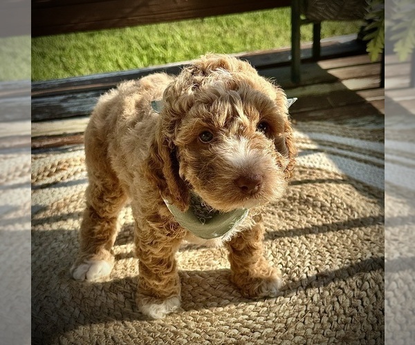 Medium Photo #10 Goldendoodle (Miniature) Puppy For Sale in OWENSBORO, KY, USA