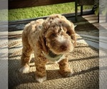 Small Photo #10 Goldendoodle (Miniature) Puppy For Sale in OWENSBORO, KY, USA