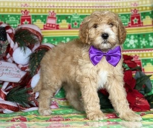 Goldendoodle Puppy for sale in LANCASTER, PA, USA