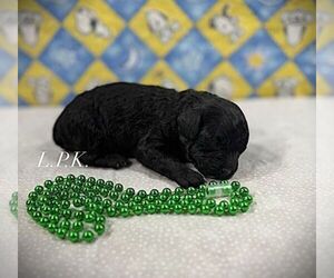Poodle (Toy) Puppy for sale in WINNSBORO, LA, USA