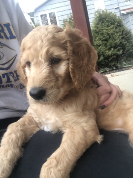 Medium Photo #1 Goldendoodle Puppy For Sale in BETHLEHEM, OH, USA