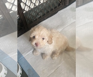 Lhasa Apso-Poodle (Standard) Mix Puppy for sale in E BRUNSWICK, NJ, USA