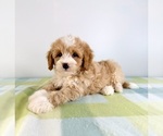 Small #2 Bernedoodle (Miniature)