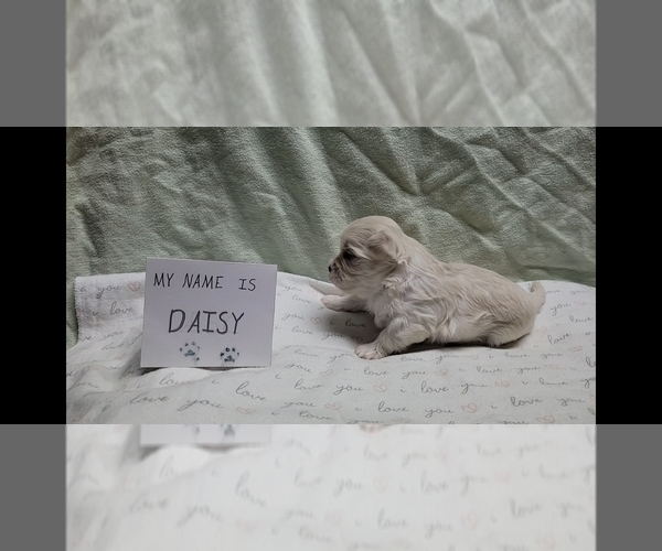 Medium Photo #22 Maltipoo (Miniature) Puppy For Sale in BROOKFIELD, MO, USA