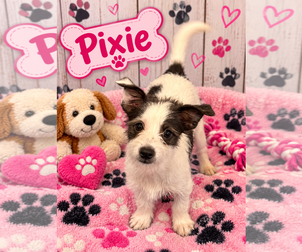 Medium Photo #1 Mutt Puppy For Sale in Jackson Township, NJ, USA