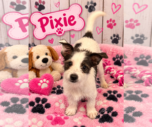 Mutt Dogs for adoption in Jackson Township, NJ, USA