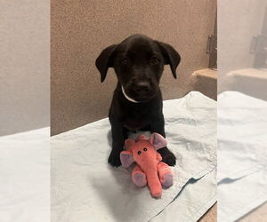 Australian Kelpie-Unknown Mix Dogs for adoption in Rancho Cucamonga, CA, USA