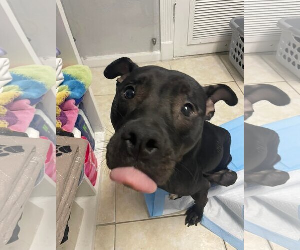 Medium Photo #13 Mutt Puppy For Sale in Pompano Beach , FL, USA