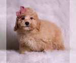 Small #3 Goldendoodle (Miniature)