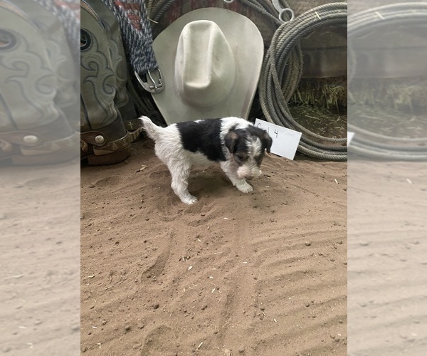 Medium Photo #33 Wire Fox Terrier Puppy For Sale in DUNNING, NE, USA