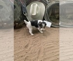 Small #3 Wire Fox Terrier