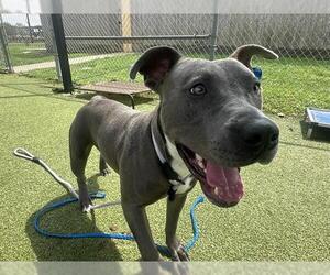 American Staffordshire Terrier-Unknown Mix Dogs for adoption in Pasadena, TX, USA
