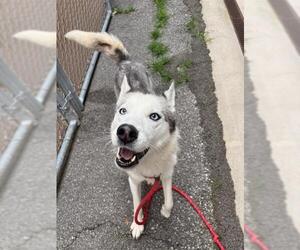 Siberian Husky-Unknown Mix Dogs for adoption in Palmetto, FL, USA